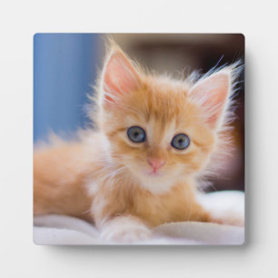 Cute met blauwe ogen fotoplaat
