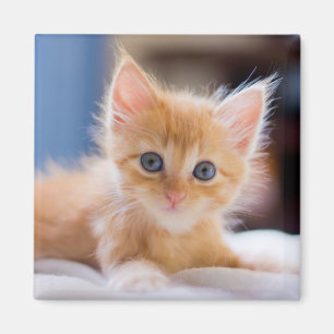 Cute met blauwe ogen magneet