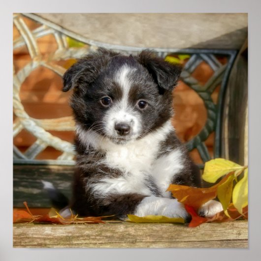Cute Mini Aussie Shepherd Dog BiColor Puppy _ Poster (Voorkant)