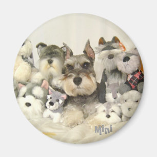 CUTE Mini Schnauzer Magnet Magneet