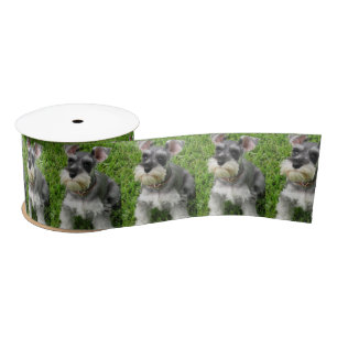 Cute Mini Schnauzer on Grass Spool of Ribbon Lint