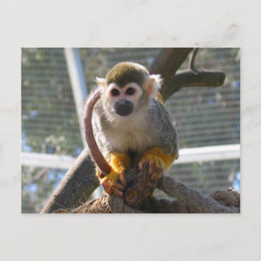 Cute Monkey Briefkaart (Voorkant)
