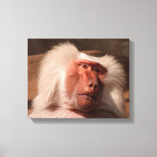 Cute Monkey Poster Canvas Afdruk