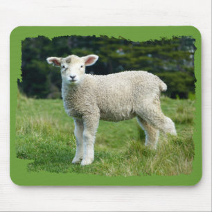 Cute Muddy Lamb Baby Sheep in Meadow Muismat