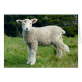 Cute Muddy Lamb in Green Meadow Custom Text (Voorkant Horizontaal)