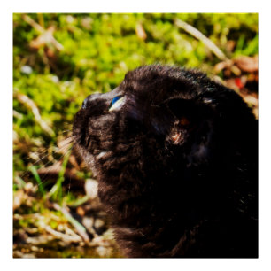 Cute Munchkin Cat die omhoog kijkt Perfect Poster