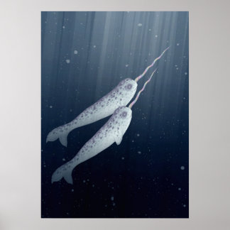Cute Narwhals die onder water zwemmen Poster