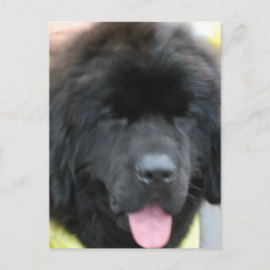 Cute Newfoundland Briefkaart