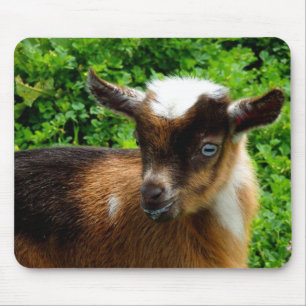 Cute Nigerian Dwarf Dairy Goat Kind Muismat