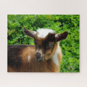 Cute Nigerian Dwarf Goat Kind met Blue Eyes Legpuzzel (Horizontaal)