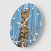 Cute Nosy Tabby Cat Kitten Sitting in a Blue Fence Grote Klok (Hoek)
