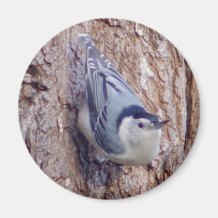 Cute Nuthatch Bird Magnet Magneet