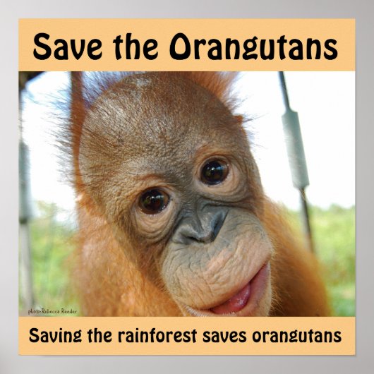 Cute Orangutan Endangered Species Poster (Voorkant)