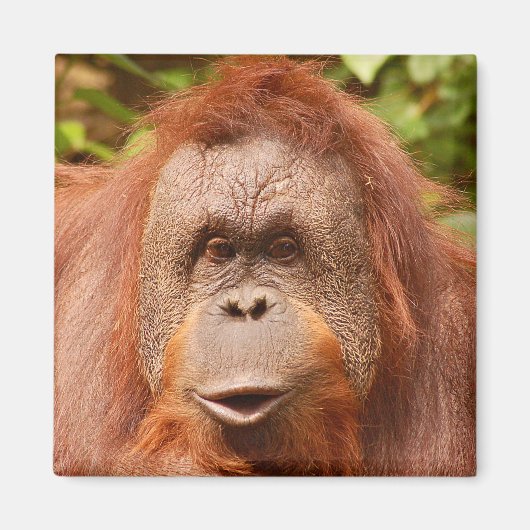 Cute orangutan magneet (Voorkant)