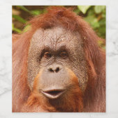 Cute orangutan wijn etiket (Enkel label)