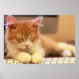 Cute Oranje Kitten Herfsten Aslapen Poster