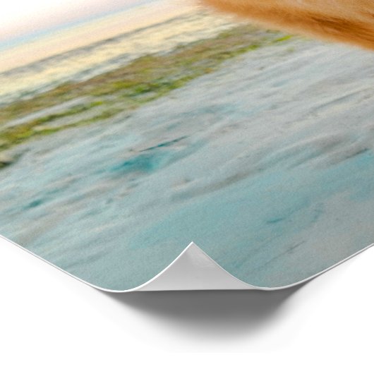 Cute Oranje pommern in zand bij het strand Poster (Hoek)