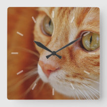 Cute Oranje Tabby Cat Face Close