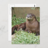 Cute Otter Briefkaart (Voorkant / Achterkant)