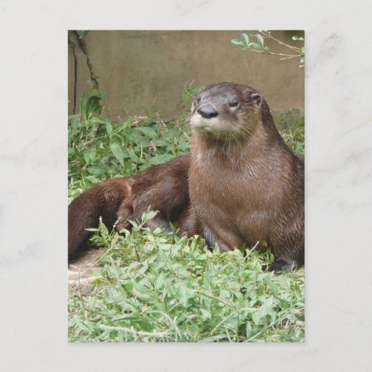Cute Otter Briefkaart (Voorkant)