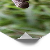 Cute Otter Poster (Hoek)