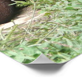 Cute Otter Poster (Hoek)