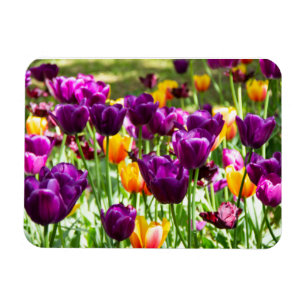 Cute paarse en gele tulpen magneet