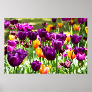 Cute paarse en gele tulpen poster