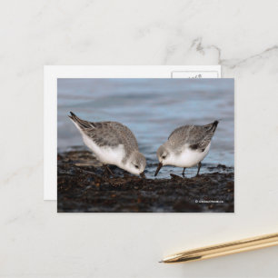 Cute Pair van Sanderlings Sandpipers Shares a Meal Briefkaart