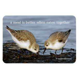 Cute Pair van Sanderlings Sandpipers Shares a Meal Magneet