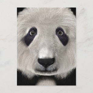 Cute Pandabeer Kawaii Dierenliefhebber Perfect Cad Briefkaart