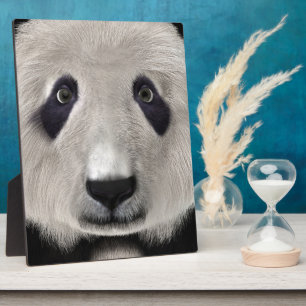 Cute Pandabeer Kawaii Dierenliefhebber Perfect Cad Fotoplaat