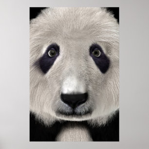 Cute Pandabeer Kawaii Dierenliefhebber Perfect Cad Poster