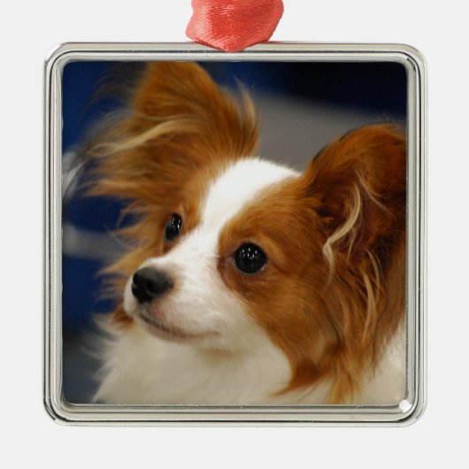 Cute Papillon Dog Metalen Ornament (Voorkant)