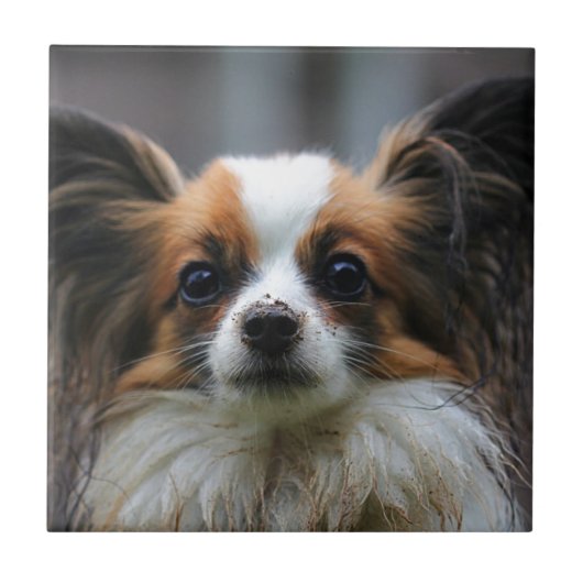 Cute papillon hond tegeltje (Voorkant)