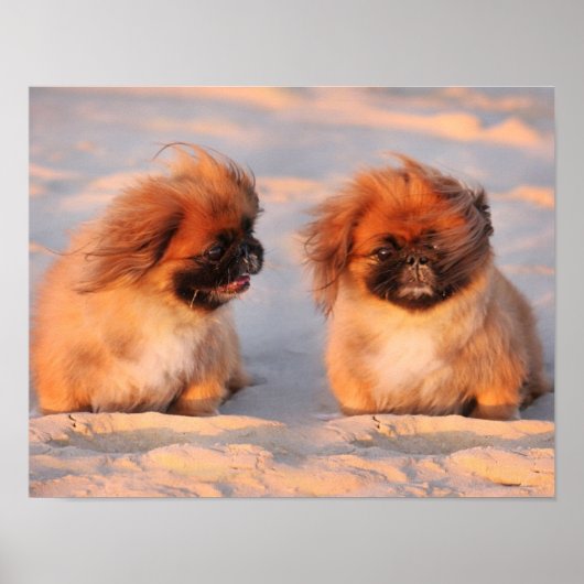 Cute Pekingese Dogs Poster (Voorkant)