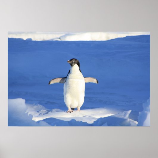 Cute Penguin Poster (Voorkant)