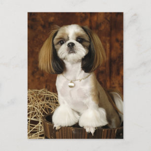 Cute Pet Animal Briefkaart