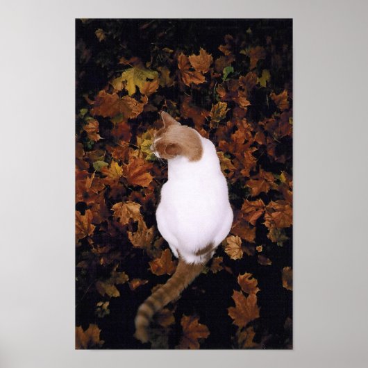 Cute Pet Cat Poster (Voorkant)