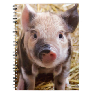 Cute Pic van een baby Pig Notitieboek