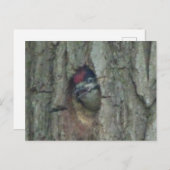 Cute Pic Youngling do-it-yourself carte postale (Devant / Derrière)