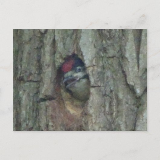 Cute Pic Youngling do-it-yourself carte postale (Devant)