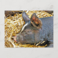CUTE PIG