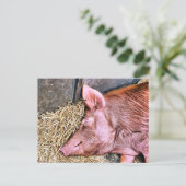 CUTE PIG BRIEFKAART (Staand voorkant)