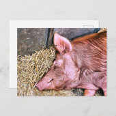 CUTE PIG BRIEFKAART (Voorkant / Achterkant)