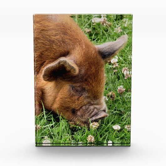 CUTE PIG FOTOBLOKKEN (Voorkant)