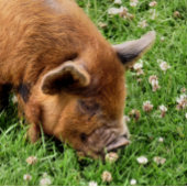 CUTE PIG FOTOBLOKKEN