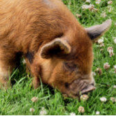 CUTE PIG KERAMISCH ORNAMENT