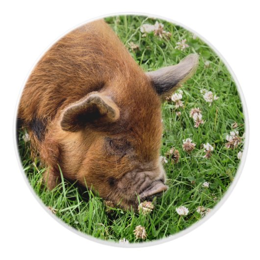 CUTE PIG KERAMISCHE KNOP (Voorkant)