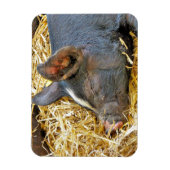 CUTE PIG MAGNEET (Verticaal)